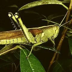 thumbnail for publication: Common Grasshoppers in Florida